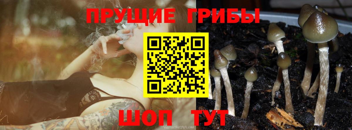 Владикавказ  Галлюциногенные грибы Psilocybine cubensis  как найти закладки  Вход с VPN  Псилоцибиновые грибы мицелий 